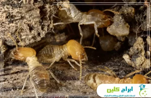 شركة رش النمل الأبيض بصامطة 0550234190 شركة ابراج كلين معالجة احترافية لتجمعات النمل الأبيض بأحدث المبيدات.